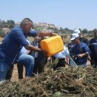 اتلاف 3 أطنان مواد مخدرة بقيمة 50 مليون شيقل في الخليل