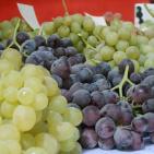 مهرجان العنب في الخليل