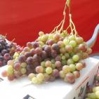 مهرجان العنب في الخليل