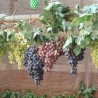 بالصور: مهرجان العنب الفلسطيني 2015