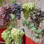 بالصور: مهرجان العنب الفلسطيني 2015