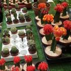 معروضات في مهرجان العنب في الخليل