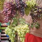 معروضات في مهرجان العنب في الخليل