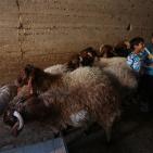 رام الله: إقبال على شراء الاضاحي مع حلول عيد الاضحى