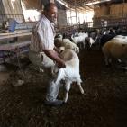 رام الله: إقبال على شراء الاضاحي مع حلول عيد الاضحى