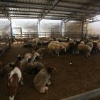 رام الله: إقبال على شراء الاضاحي مع حلول عيد الاضحى