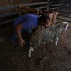 رام الله: إقبال على شراء الاضاحي مع حلول عيد الاضحى