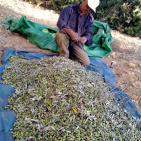 قطف  ثمار الزيتون