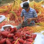 موسم جني البلح في قطاع غزة