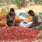 موسم جني البلح في قطاع غزة