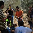 نابلس: النجاح التطوعية تُنظم نشاطاً تطوعياً بقطف الزيتون في تل