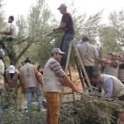 متطوعون يشاركون أهالي دوما بنابلس قطاف الزيتون