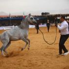 بطولة فلسطين الدولية الثالثة لجمال الخيل العربية الاصيلة في اريحا