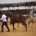 بطولة فلسطين الدولية الثالثة لجمال الخيل العربية الاصيلة في اريحا