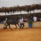 بطولة فلسطين الدولية الثالثة لجمال الخيل العربية الاصيلة في اريحا