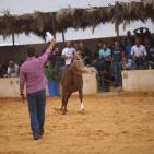 بطولة فلسطين الدولية الثالثة لجمال الخيل العربية الاصيلة في اريحا
