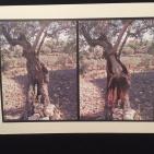 افتتاح معرض 