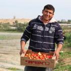 انتاج الفراوله  في قطاع غزه