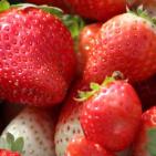 انتاج الفراوله  في قطاع غزه