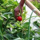 انتاج الفراوله  في قطاع غزه