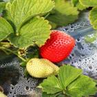 انتاج الفراوله  في قطاع غزه