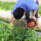 انتاج الفراوله  في قطاع غزه