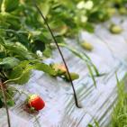 انتاج الفراوله  في قطاع غزه