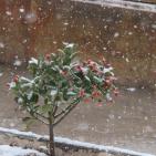 الزائر الأبيض في ضيافة الخليل