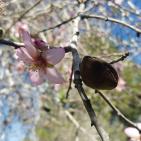 فصل الربيع في بيت ريما قضاء رام الله