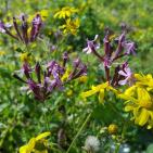 فصل الربيع في بيت ريما قضاء رام الله