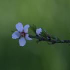 لوحه من الطبيعة مع ورد اللوز