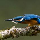 100 صورة لطيور مختلفة من جميع انحاء العالم