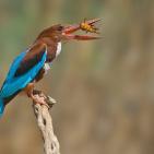 100 صورة لطيور مختلفة من جميع انحاء العالم