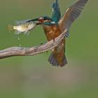 100 صورة لطيور مختلفة من جميع انحاء العالم