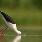 100 صورة لطيور مختلفة من جميع انحاء العالم