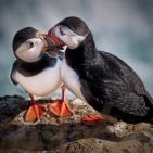 100 صورة لطيور مختلفة من جميع انحاء العالم