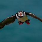 100 صورة لطيور مختلفة من جميع انحاء العالم