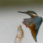 100 صورة لطيور مختلفة من جميع انحاء العالم