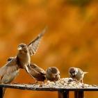 100 صورة لطيور مختلفة من جميع انحاء العالم