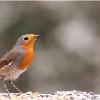 100 صورة لطيور مختلفة من جميع انحاء العالم