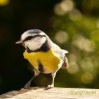 100 صورة لطيور مختلفة من جميع انحاء العالم