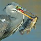 100 صورة لطيور مختلفة من جميع انحاء العالم