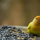 100 صورة لطيور مختلفة من جميع انحاء العالم