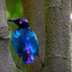 100 صورة لطيور مختلفة من جميع انحاء العالم