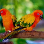 100 صورة لطيور مختلفة من جميع انحاء العالم