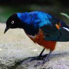 100 صورة لطيور مختلفة من جميع انحاء العالم