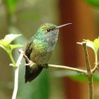 100 صورة لطيور مختلفة من جميع انحاء العالم