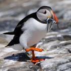 100 صورة لطيور مختلفة من جميع انحاء العالم