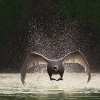 100 صورة لطيور مختلفة من جميع انحاء العالم