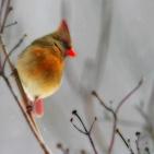 100 صورة لطيور مختلفة من جميع انحاء العالم